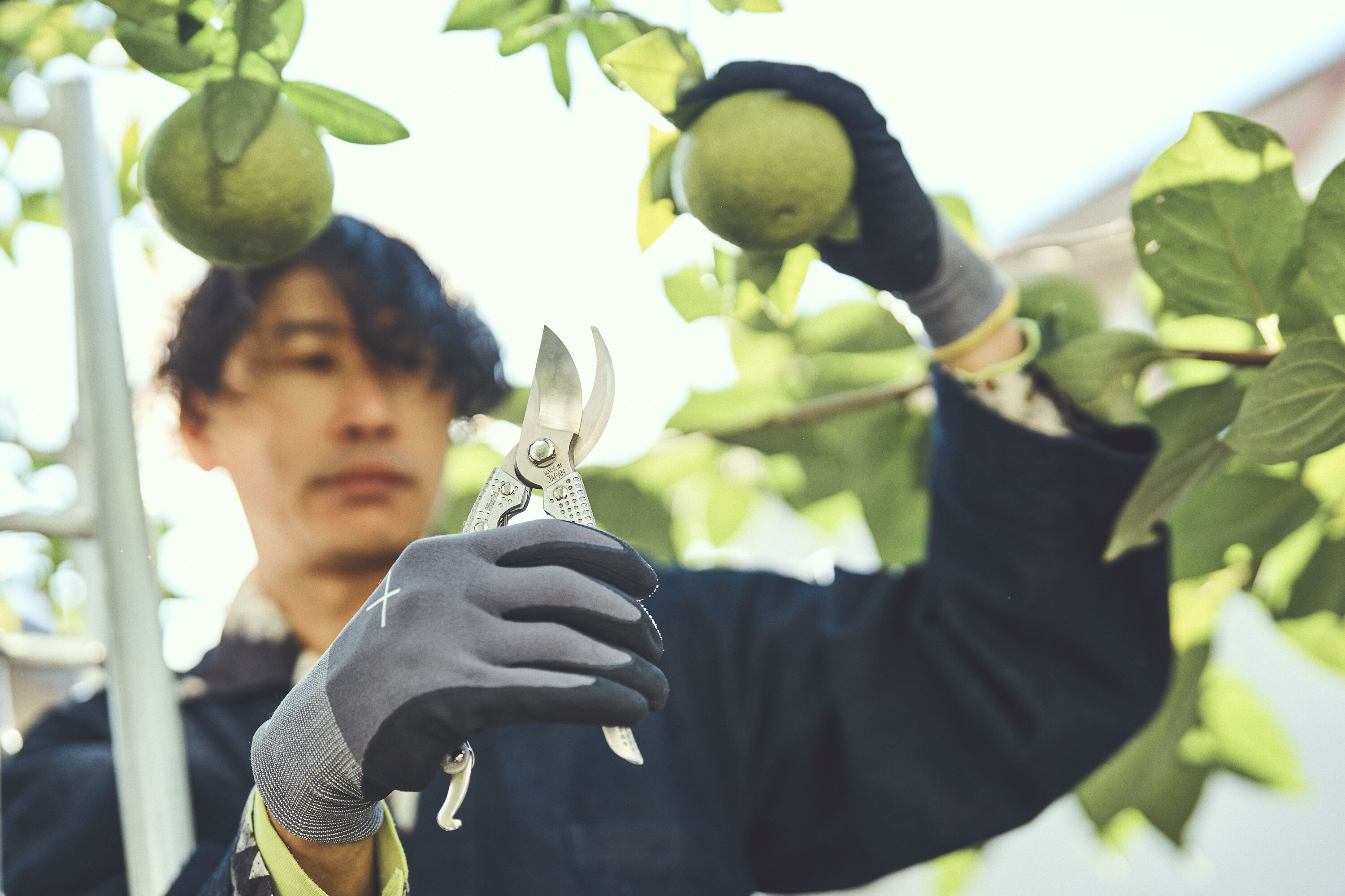 Shumatsu Niwaki Japanese steel secateurs