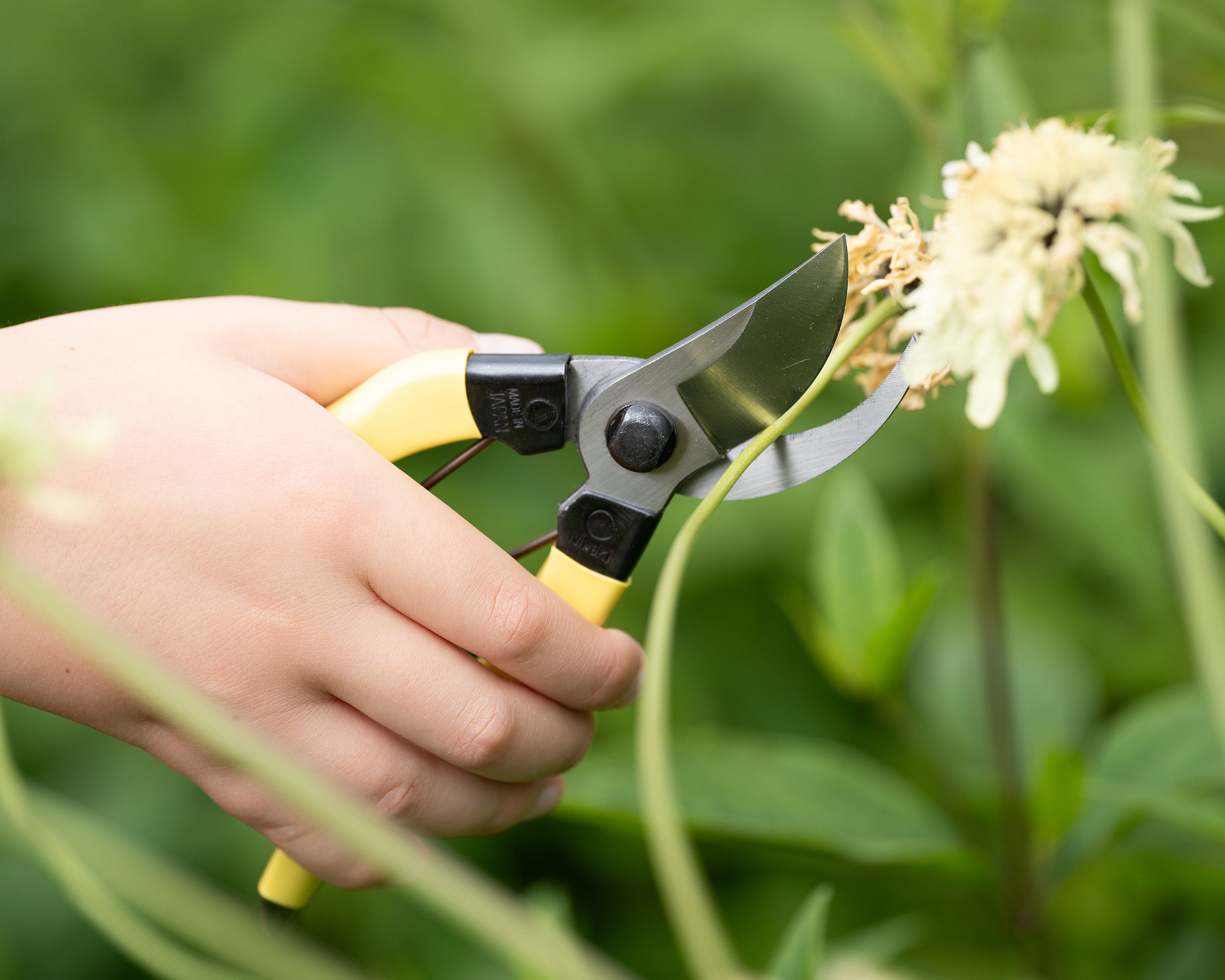Mainichi Secateurs • Small