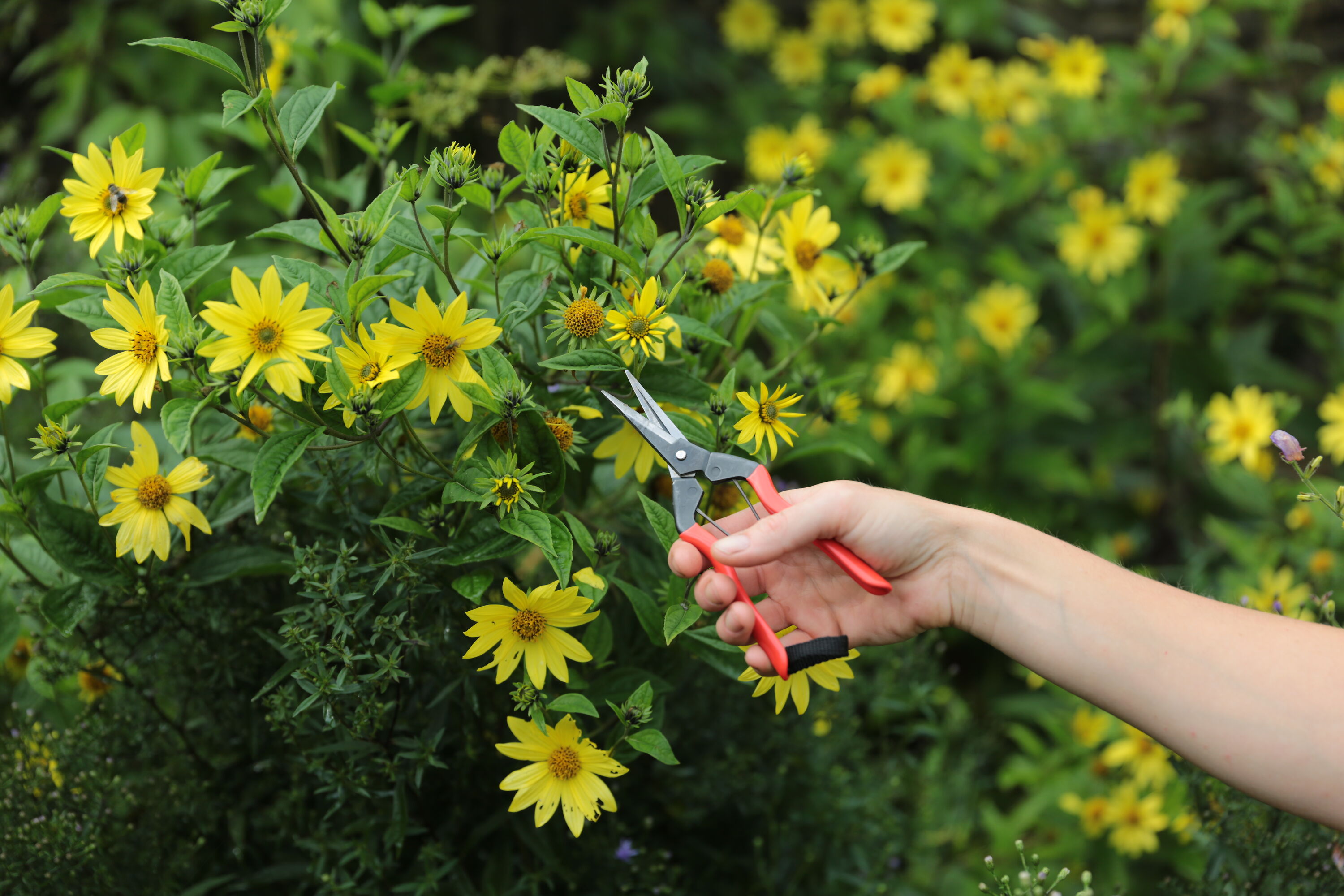 Niwaki Garden Snips